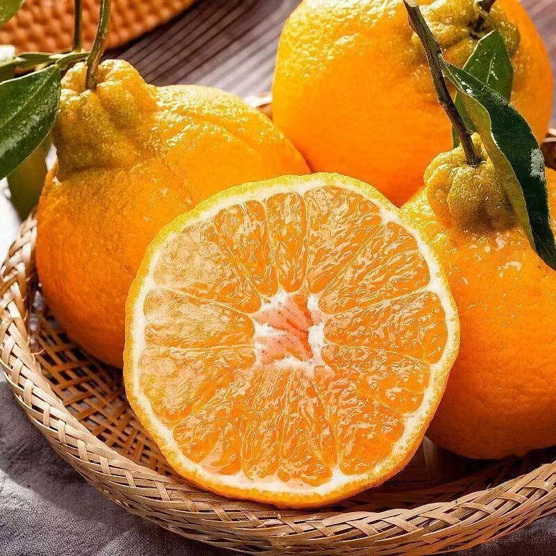 【产地直达】正宗四川不知火丑橘当季现货整箱5/8斤现发橘子A