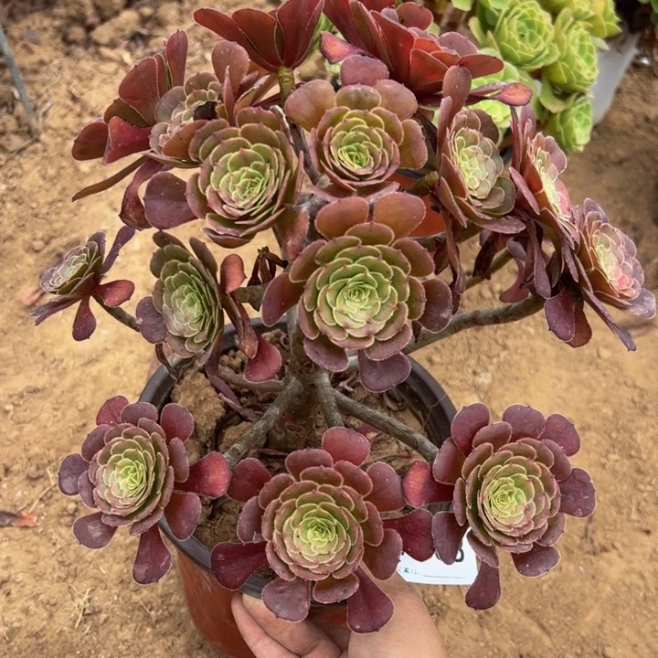 黑萝莉多肉植物508.