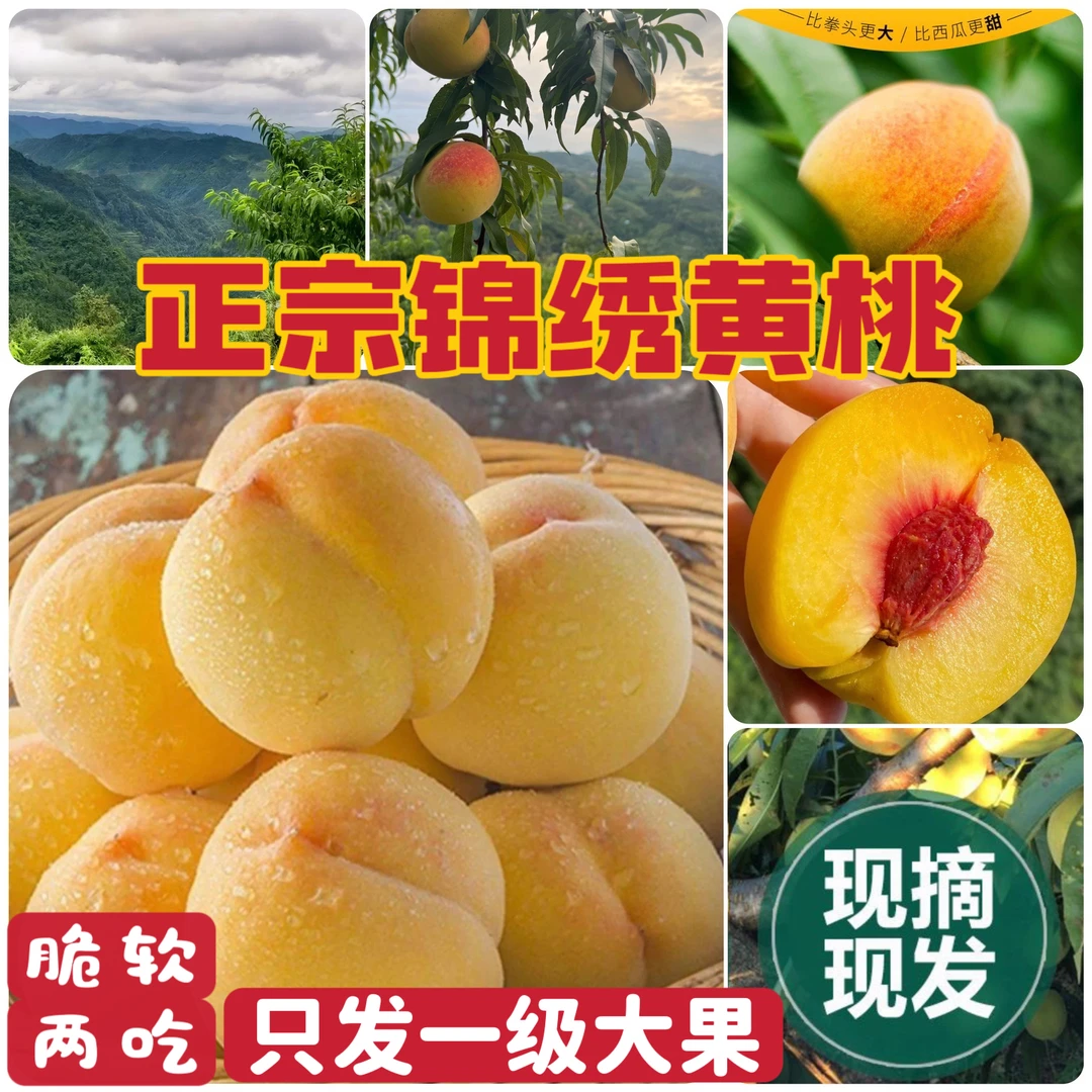 【正宗锦绣黄桃】湖南高山果园现摘现发爆甜多汁脆爽甘甜新鲜应季