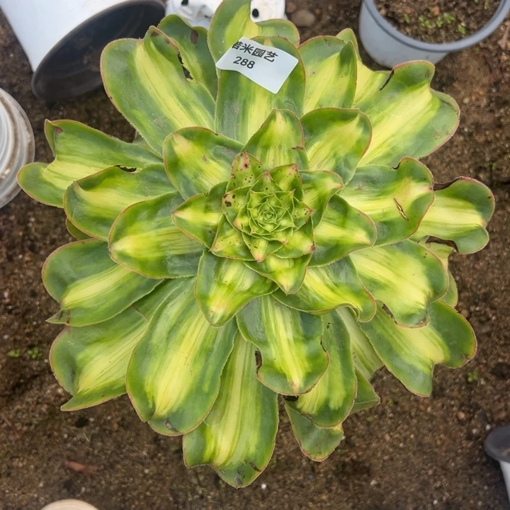 暴君多肉植物大老桩288