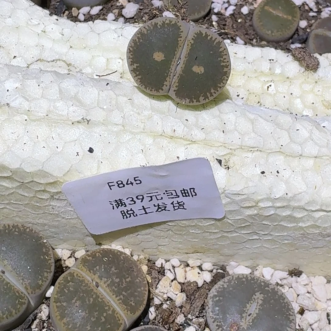 U***a845多肉哈哈哈哈哈哈哈