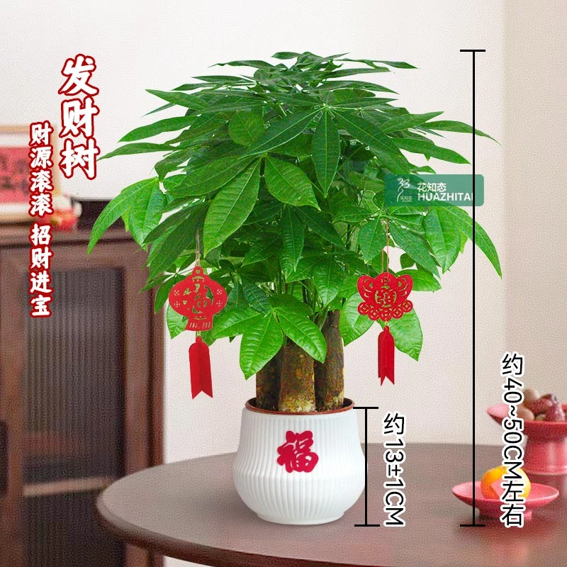 【三杆发财树】耐阴耐旱（40~50CM）花卉好养桌面节日送礼绿植物绿植