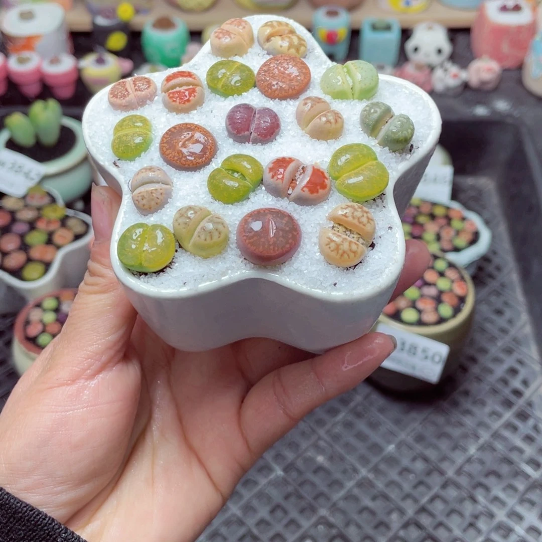 w3852 带盆土发货-零下地区拍保温箱