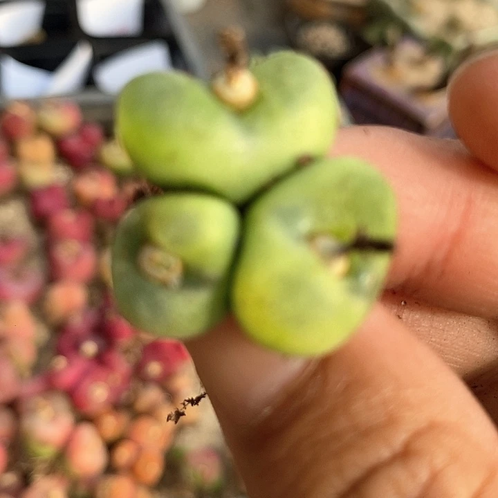 21520三头鞋一颗