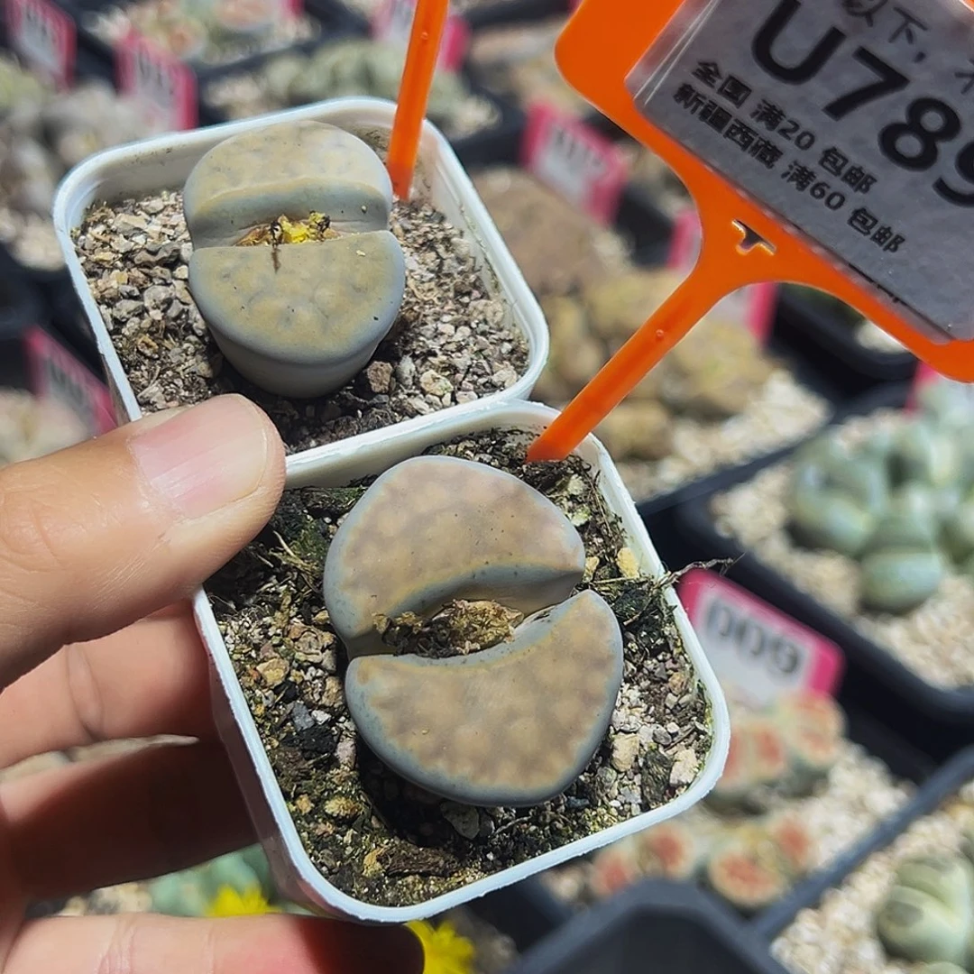 788.789 一物一拍，默认有伤，介意勿拍，不退不换