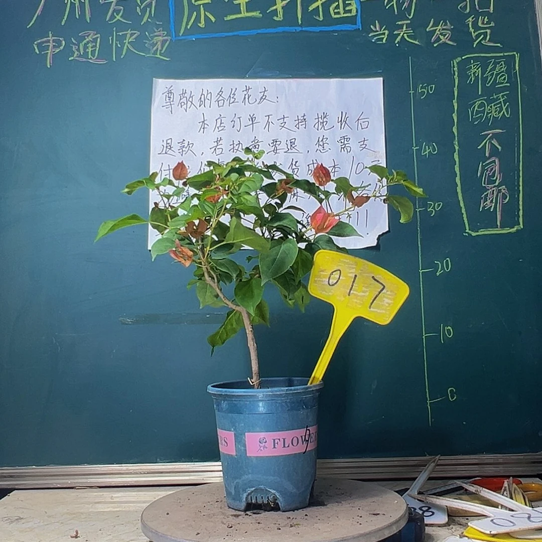 当前无花栽培后可以开花暗斑夕阳红017