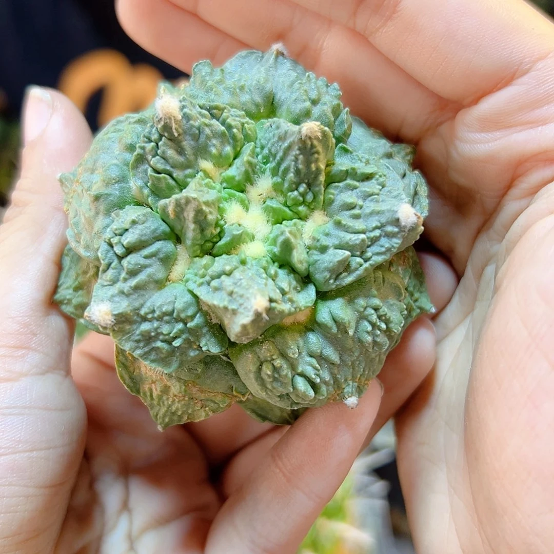 15号自根龙鳞怒7公分1颗