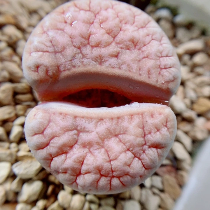 生石花花花花花花花978