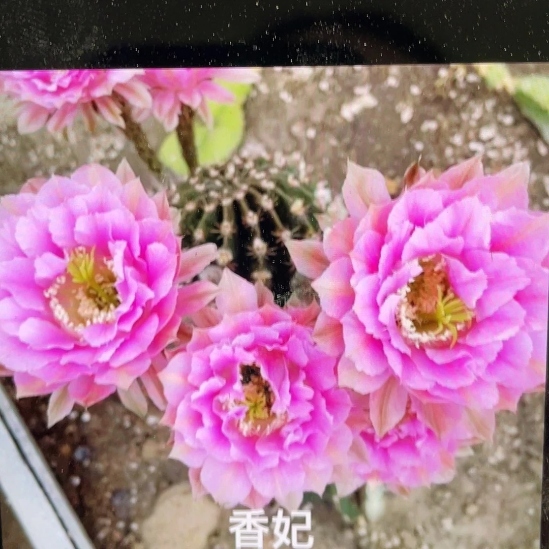 香妃侧芽歪3公分左右满18包邮