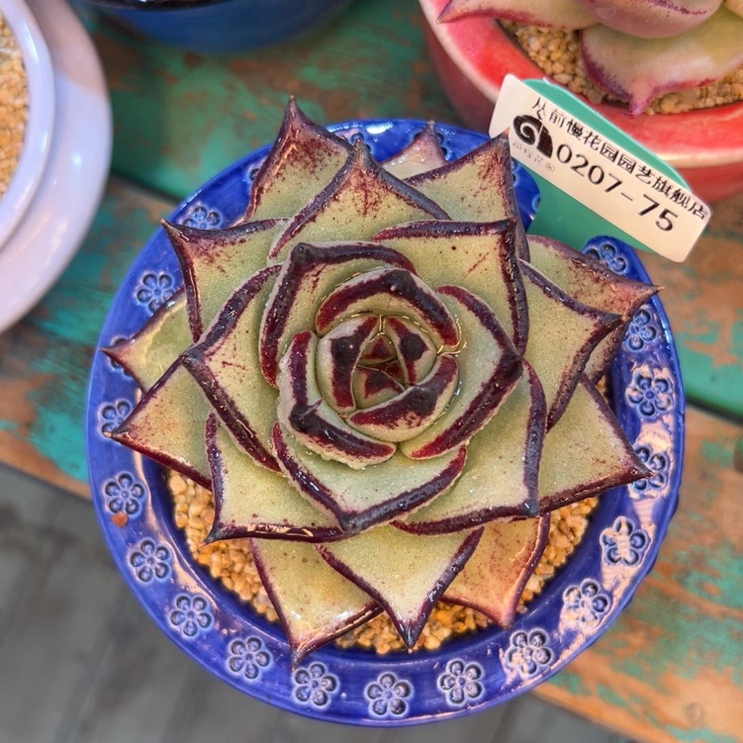 多肉一物一拍编号0207-75