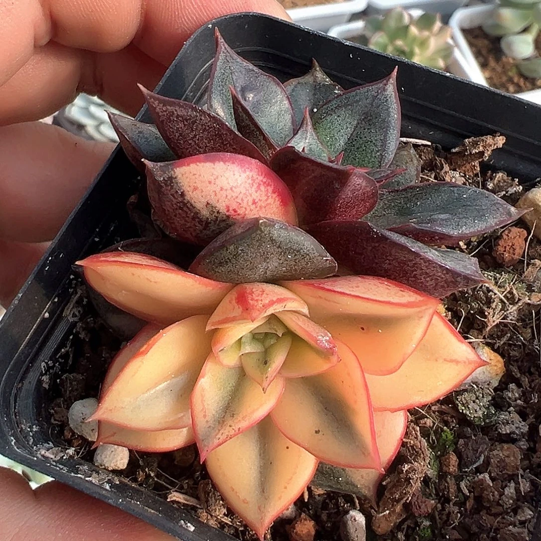 麒麟座锦 小方花圃一单包邮非偏远