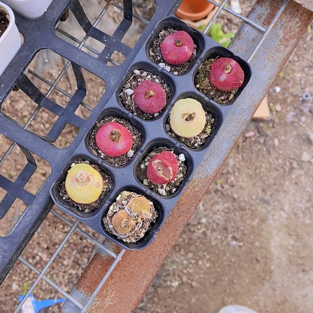 0524- 大毛汉尼8颗 带托架 量拍