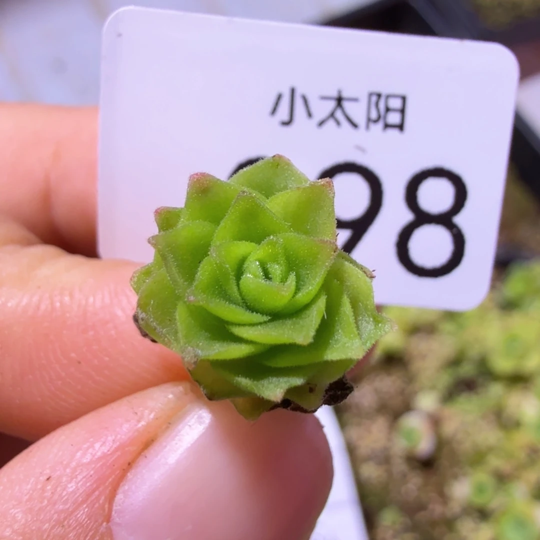 1***九山地玫瑰。98多肉。