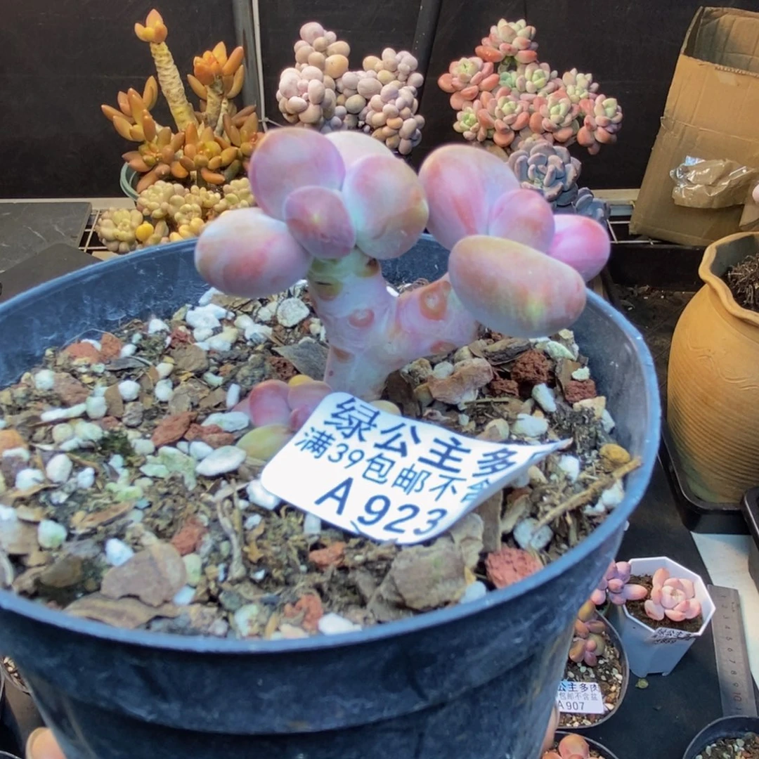 923芒果奶多肉4c m