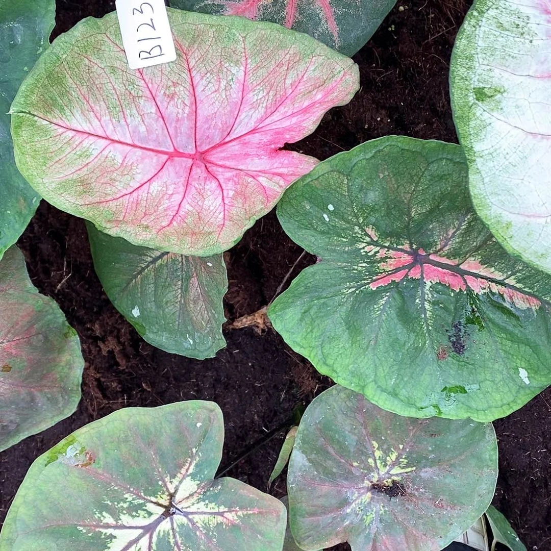 无花朵编号B123海王