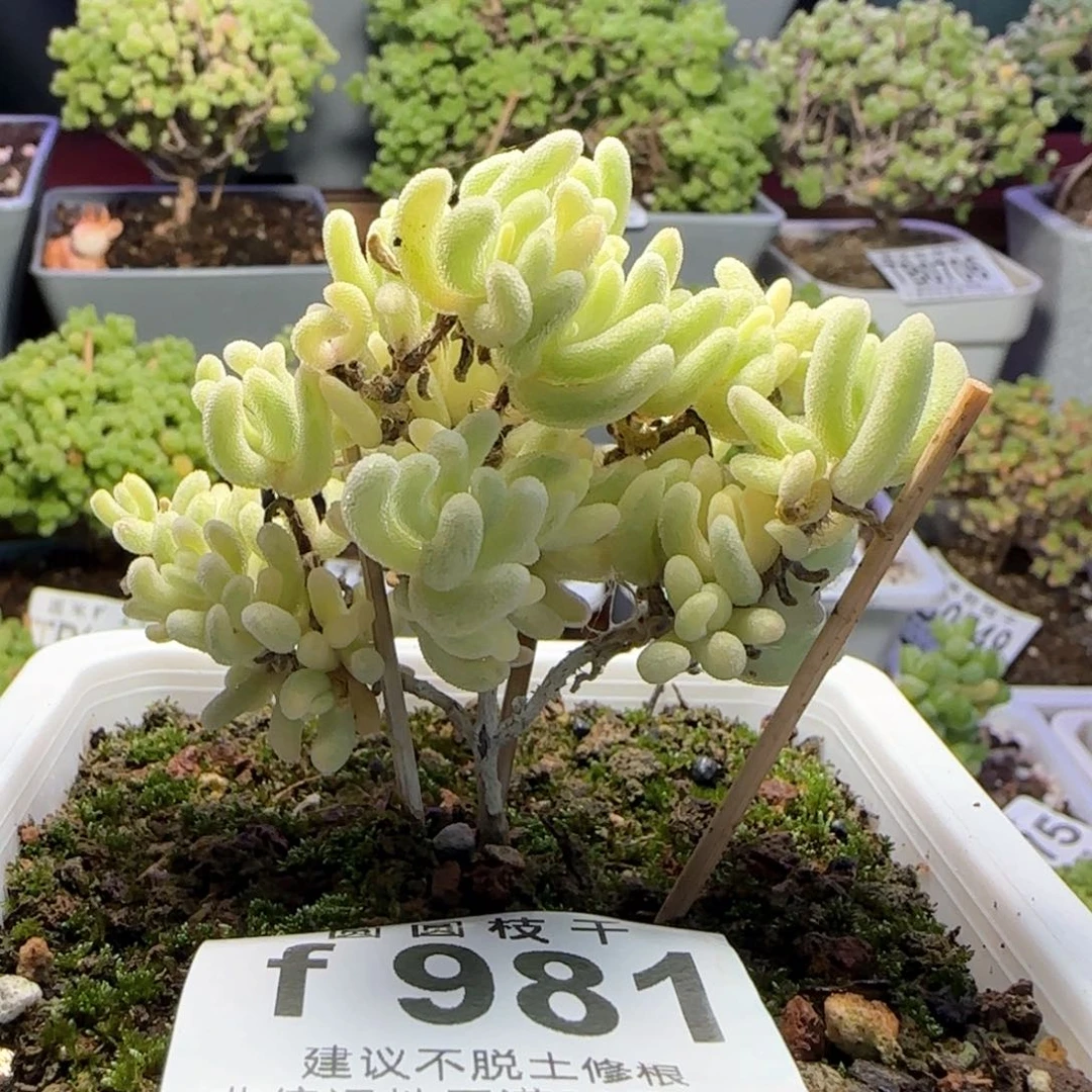 981橙叶锦一物一拍
