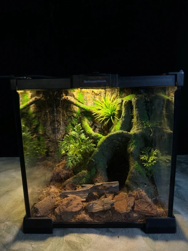 20.20.20爬宠造景缸生态爬虫饲养缸守宫