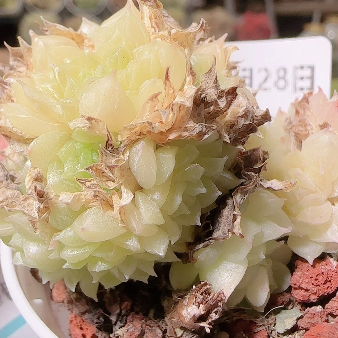 想***觉花语逸镜1128-148散