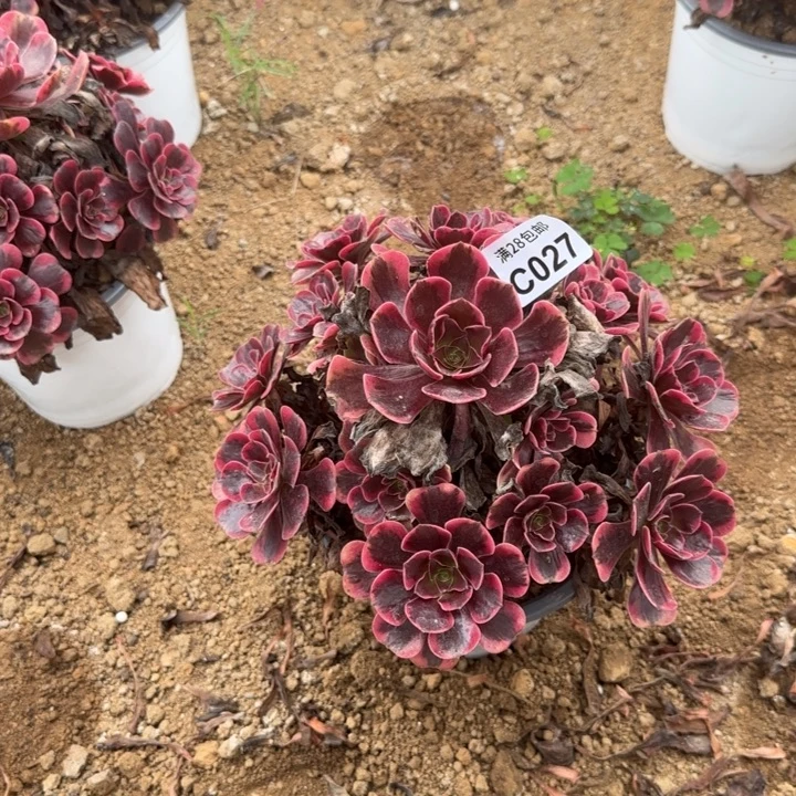 027 多肉植物不包断枝