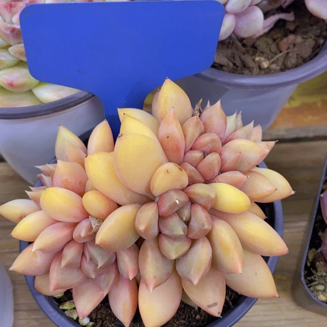 跨年夜，福利专场，一单就包邮，感谢大家