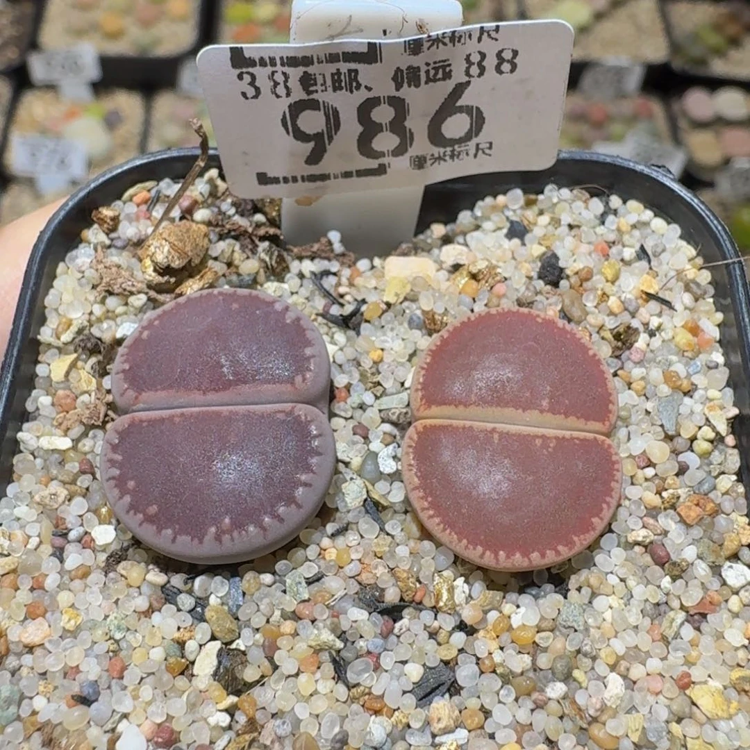 Ssss精品生石花986ko