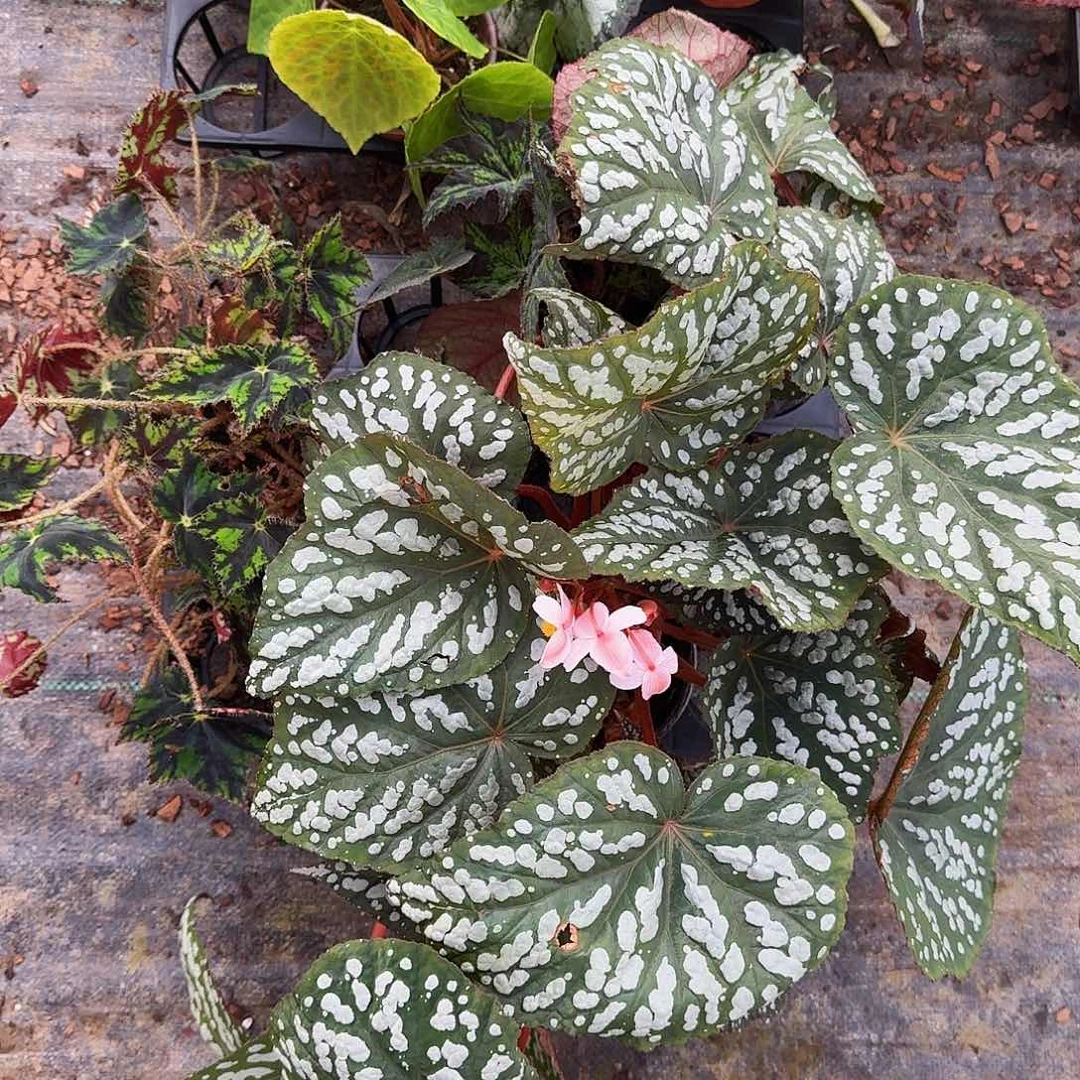 完全开放一物一拍套餐4