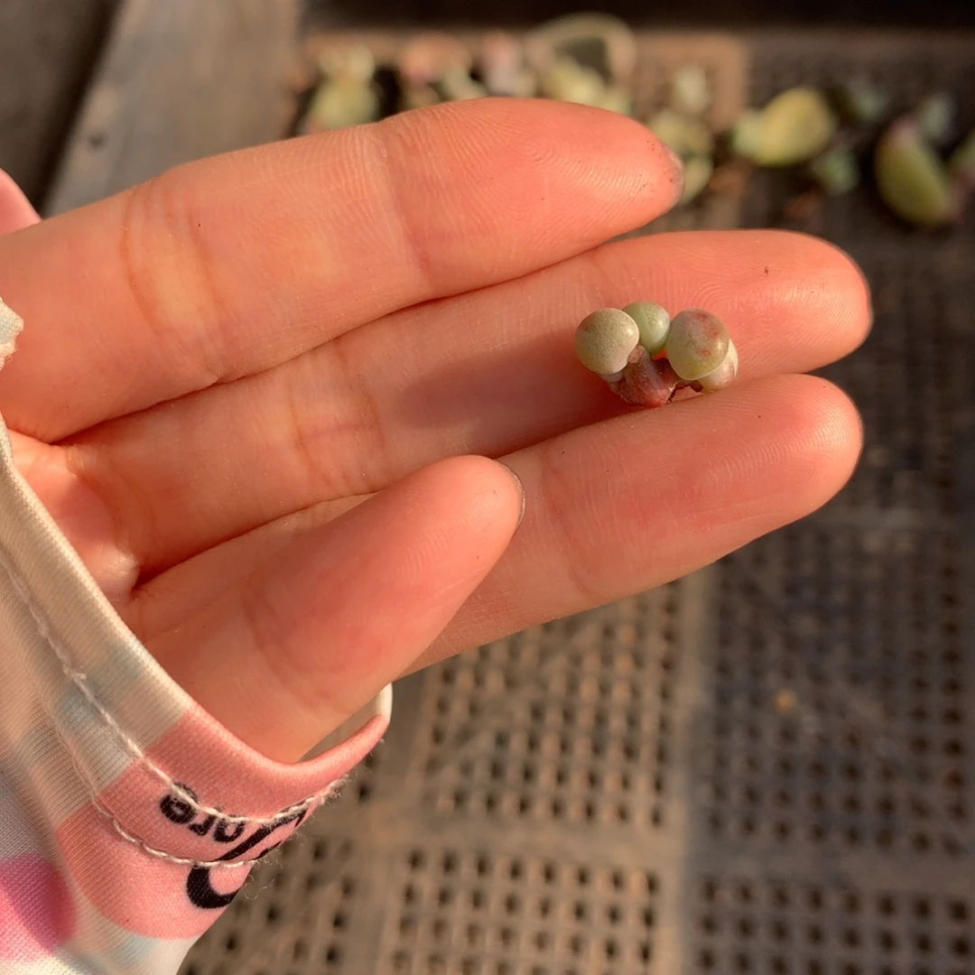 米可奶嚯哈哈哈哈哈