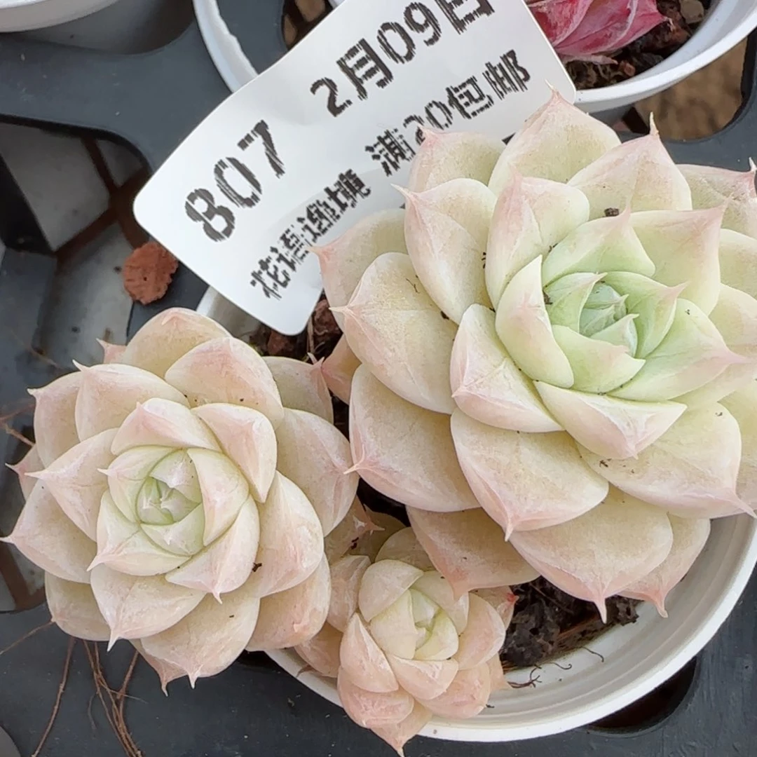 三**丽花语逸镜0209-807