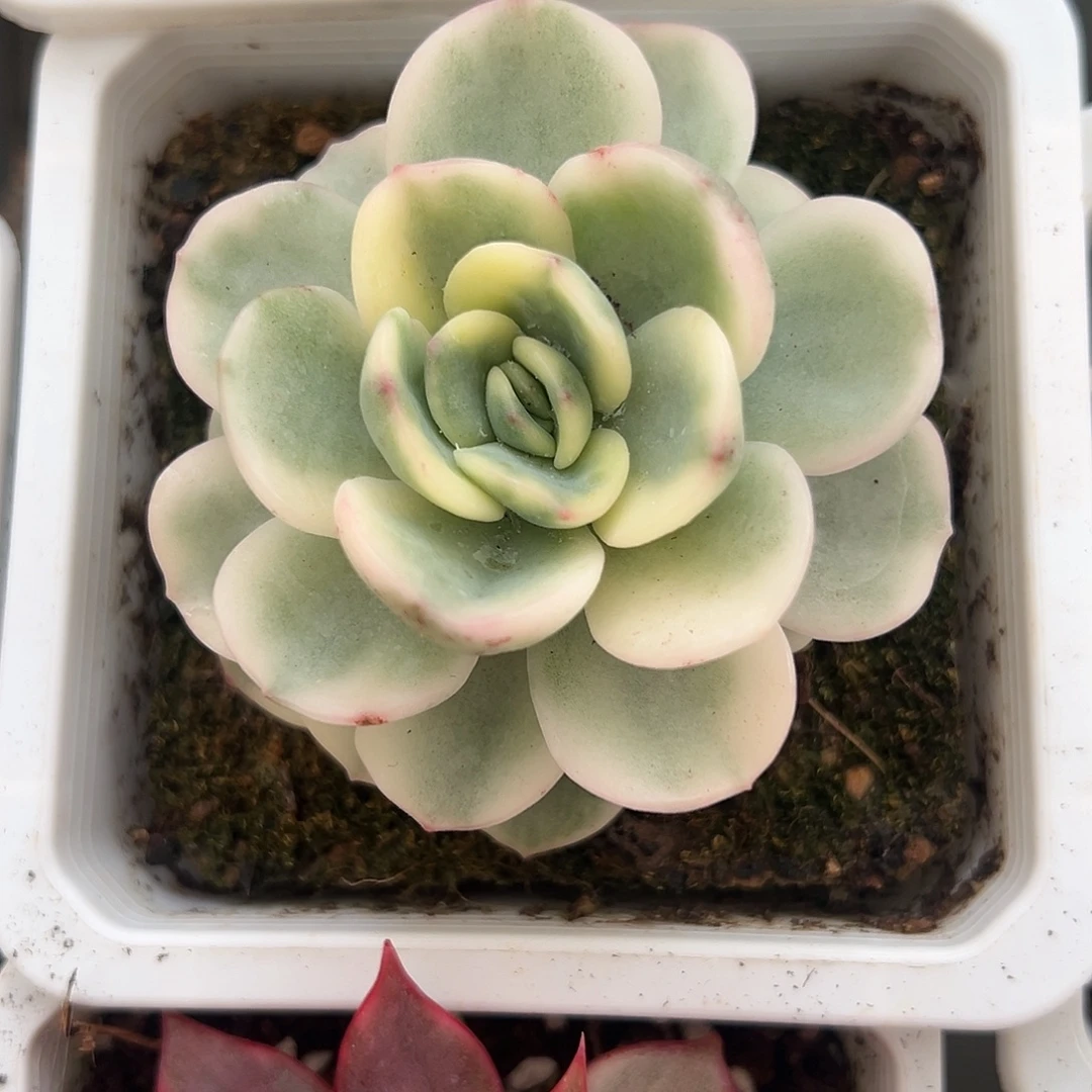 满38包邮友谊锦多肉