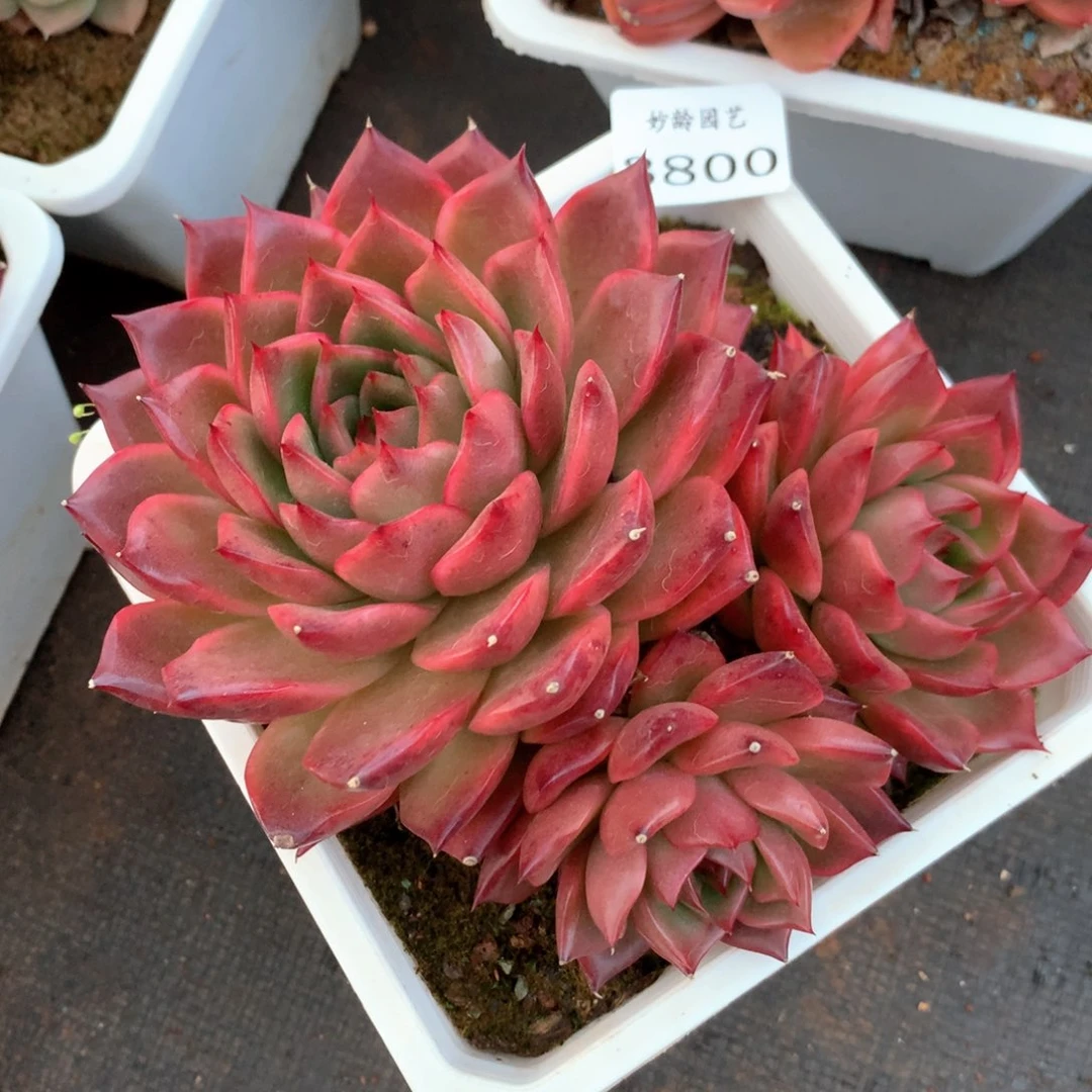 3800杂交多肉植物基地