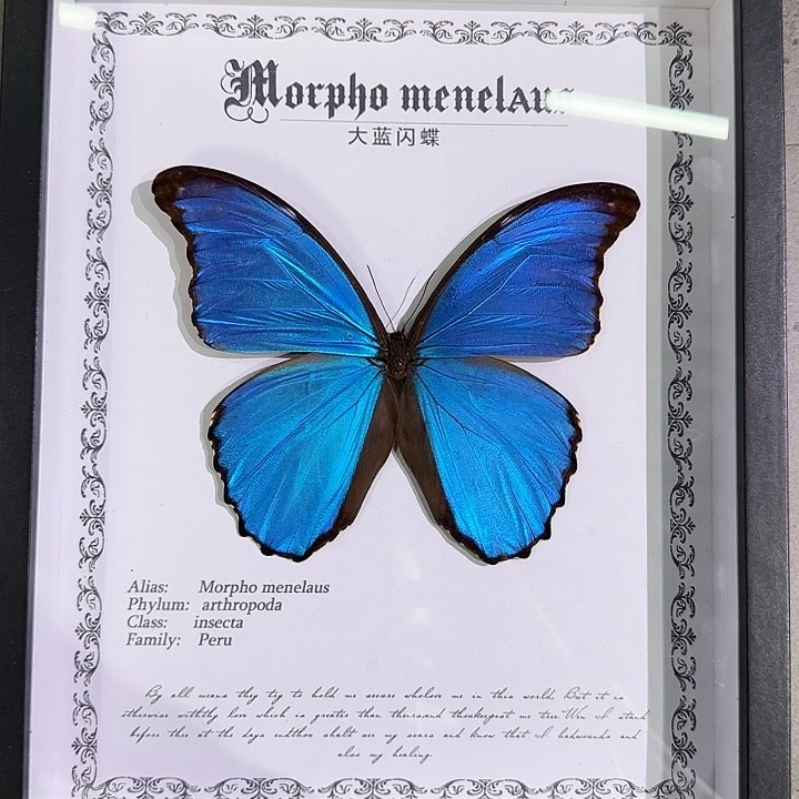 大蓝闪蝶蝴蝶标本专拍