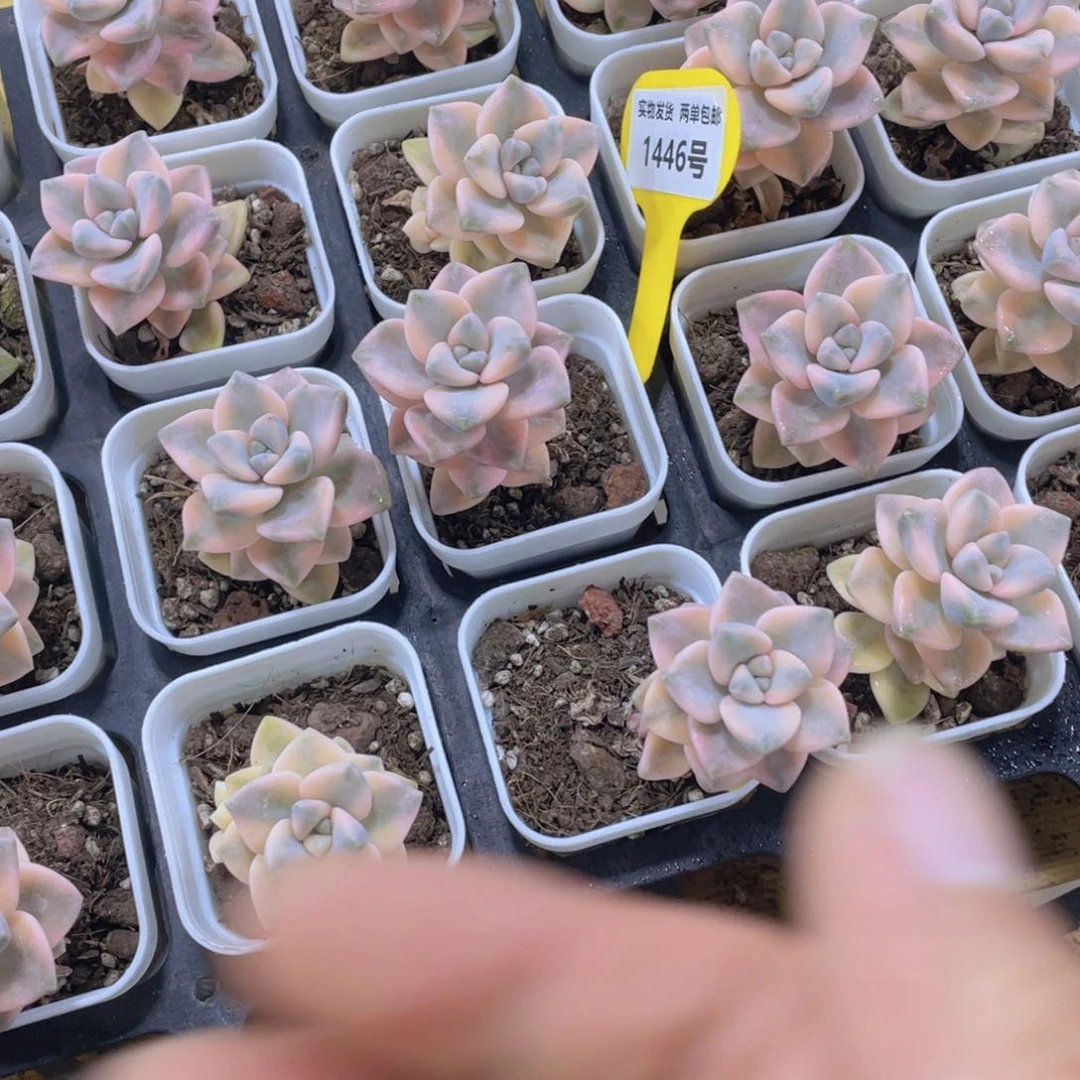 1446号 精品美杏锦单头两个