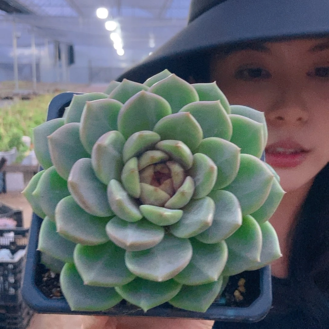 红心5号单头随机发货