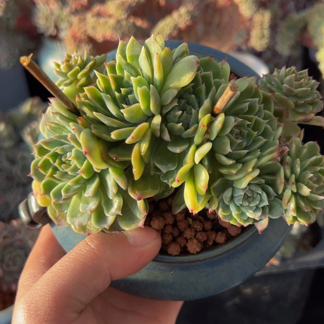 新年快乐 8朵朵光源