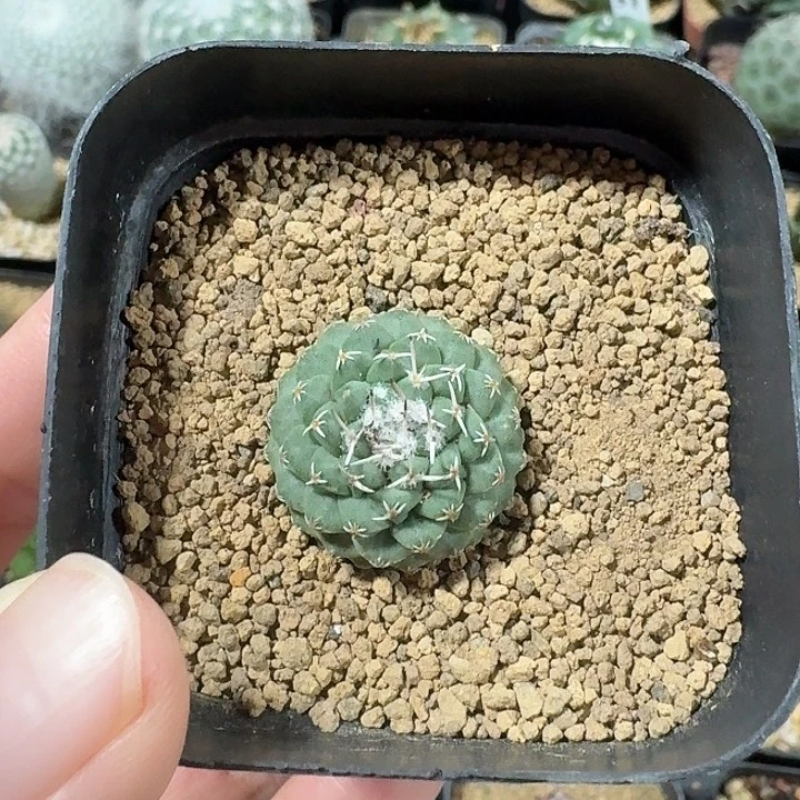 「***」菊水仙人球123456