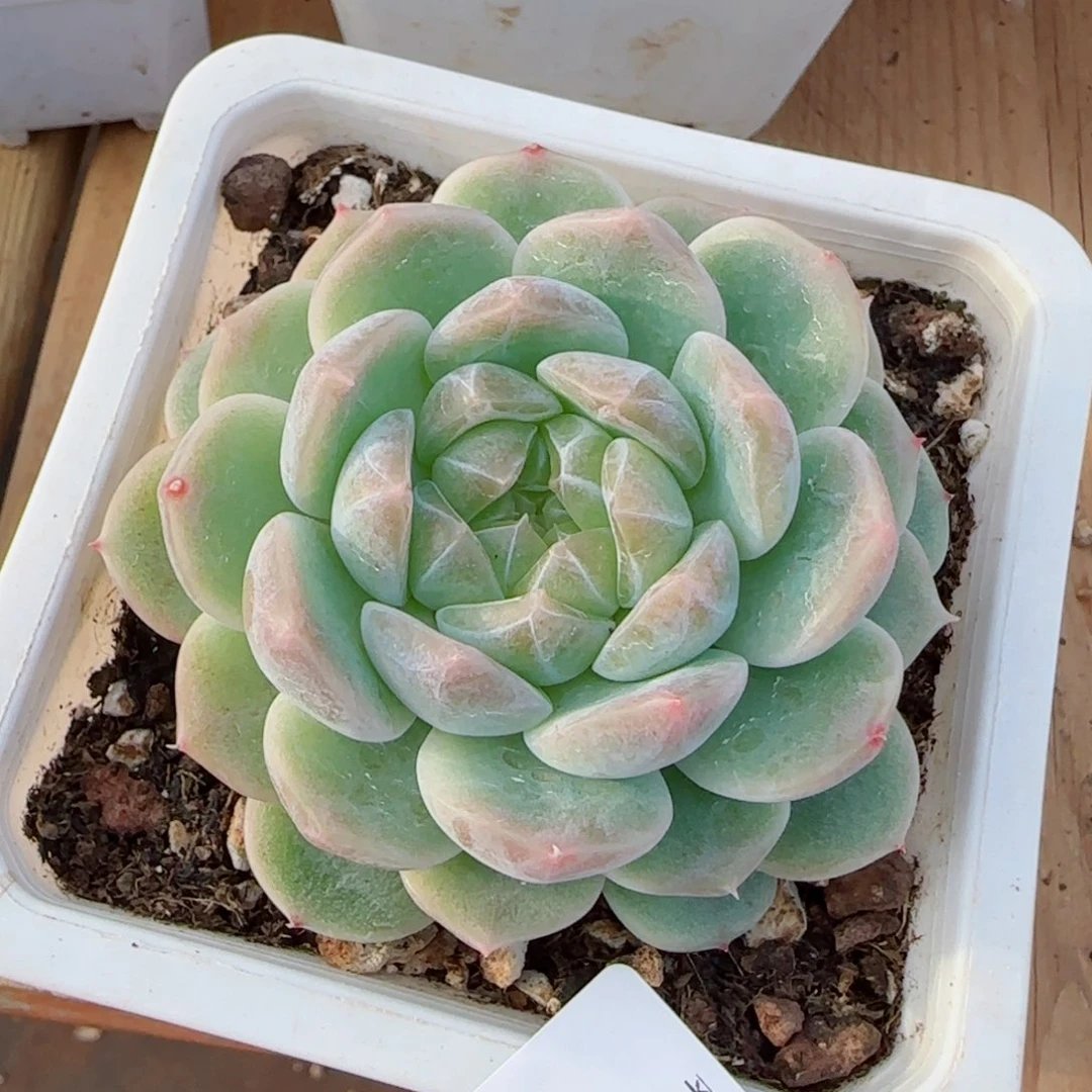 大泼天富贵，6778多肉植物
