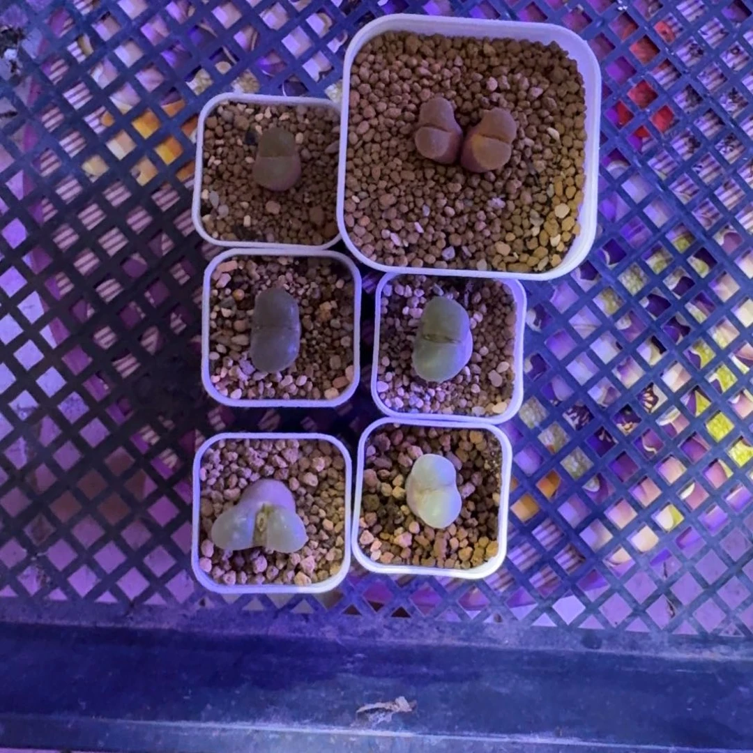 花****?多肉.......元宵之后发货.......