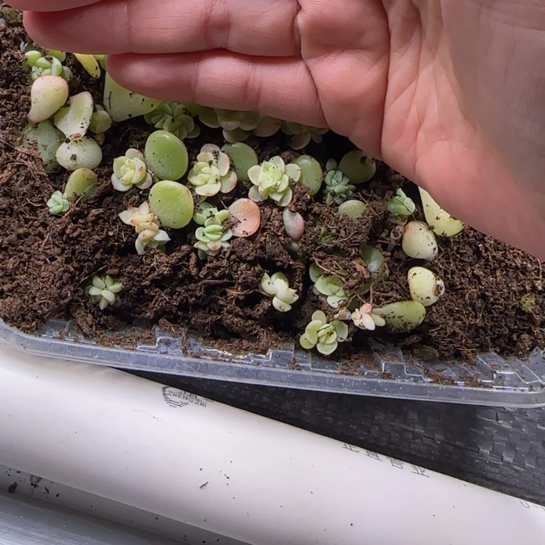 帝王绿 穴一个满25包邮