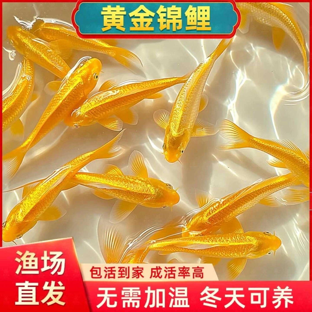 黄金锦鲤鱼易存活龙凤活鱼好养耐活鱼苗耐寒纯种观赏鱼