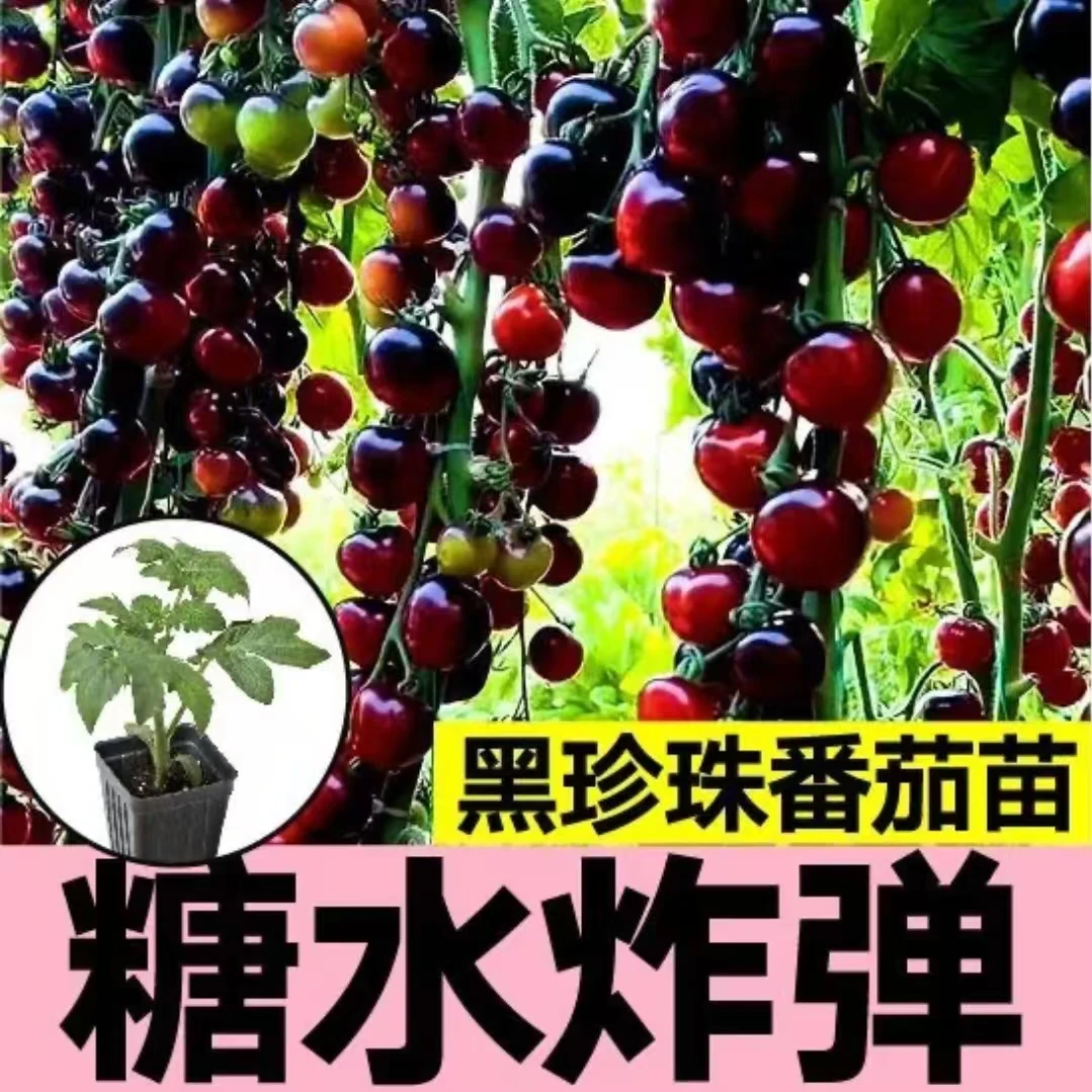 小黑番茄种苗黑樱桃蔬菜种苗春秋冬季四季壮苗水果种籽可盆栽地栽