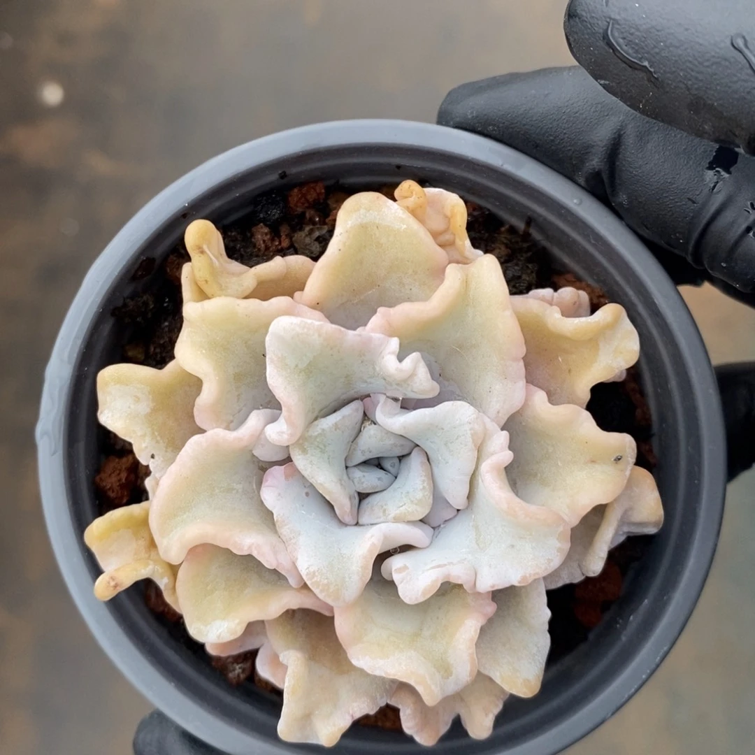 ?****来白饺子皮旺财旺旺财