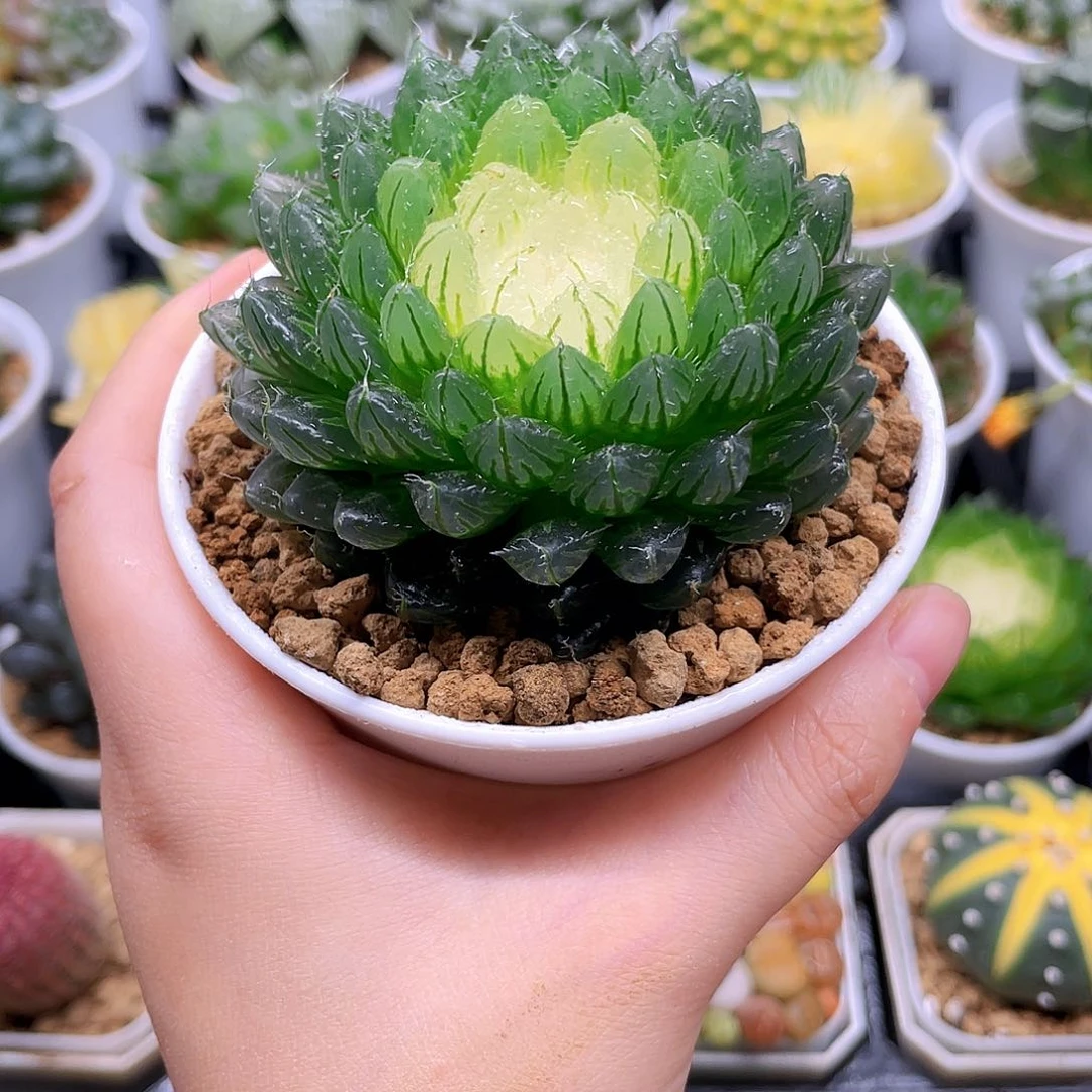 翠云玉露锦，原盆