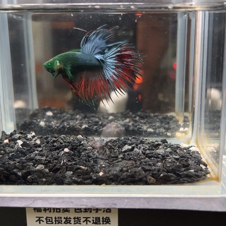 斗鱼竞拍跑单拉黑12日54