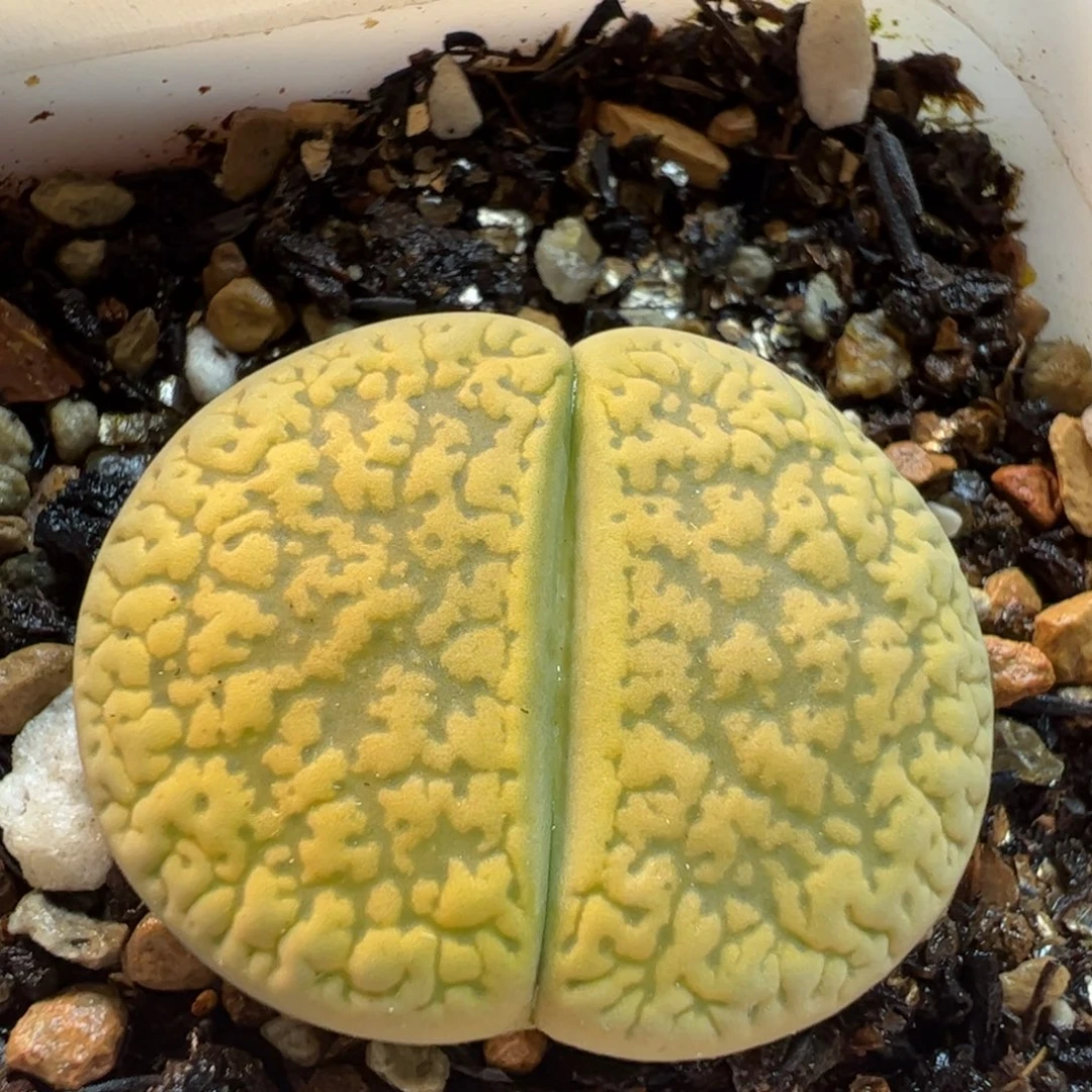 黄日轮多肉植物百科