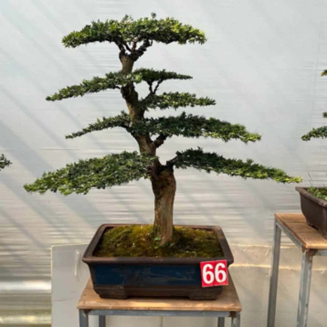 罗汉松盆景老桩室内外绿植四季常青好养易活高档盆景迎客松