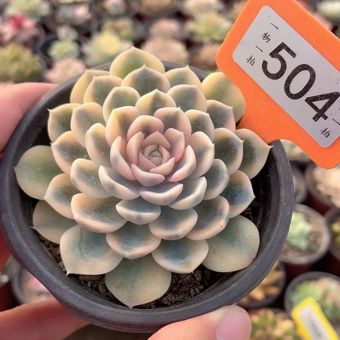 汉堡锦504号多肉植物