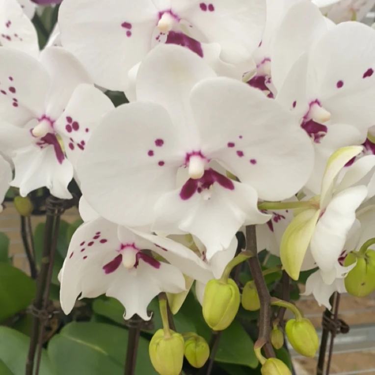 蝶兰小栈【天鹅绒】精品蝴蝶兰  基地直发