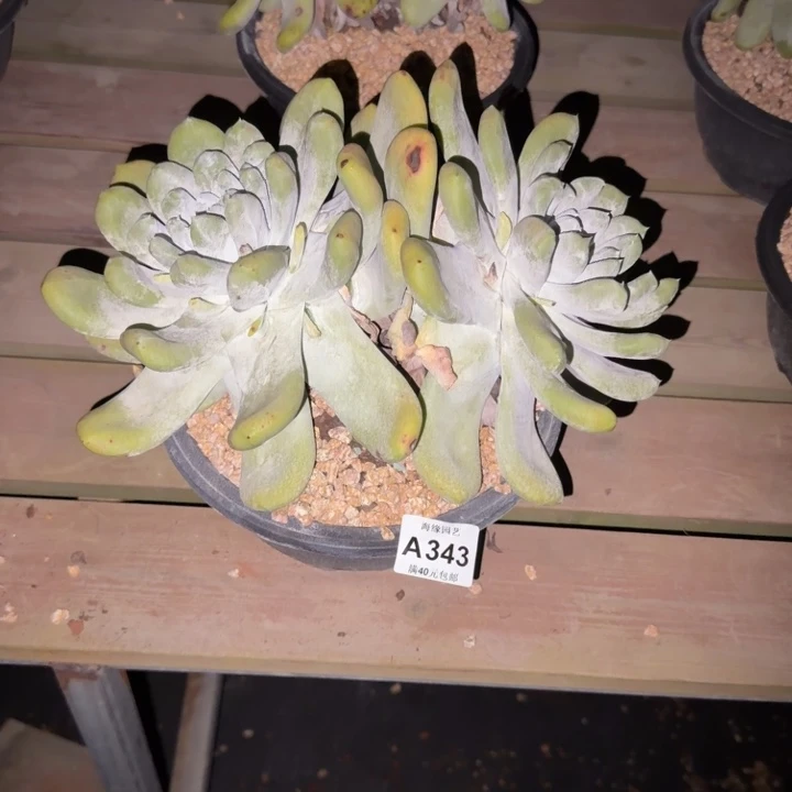 阳***肉拇指仙女杯多肉植物