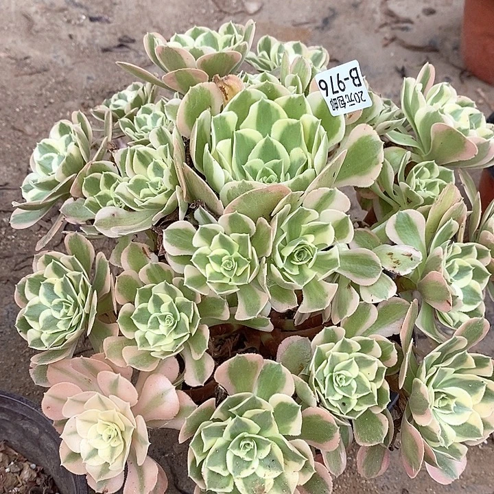 976叶罗刹多肉植物法师