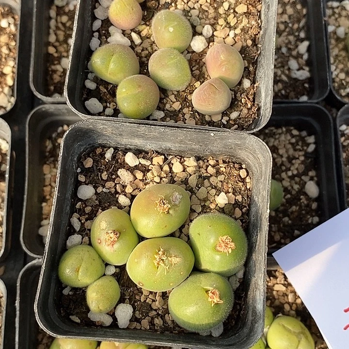 27583毛翠滴两盆